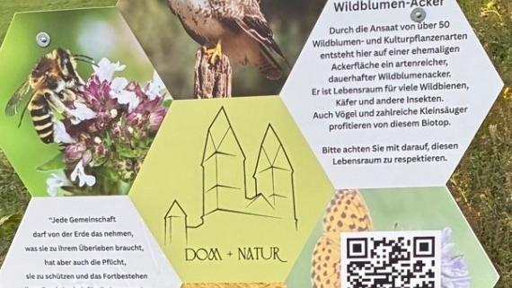 Wildblumen_Acker_Kb Foto1